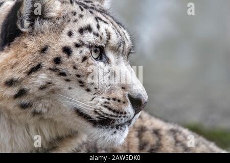 leopardo di neve femminile (Panthera uncia), profilo Foto Stock