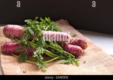 Carote viola avvolte con ramificazioni di carota su un sacco di tela di tela di burlap marrone naturale. Sfondo scuro con luce naturale della finestra Foto Stock