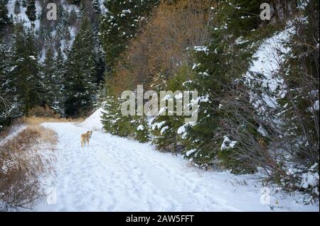 Cane a piedi su strada coperta di neve guardando indietro alla macchina fotografica Foto Stock
