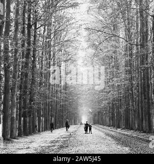 Decidue, alberi, foreste, viali, botaniche, faggi Data: Parole Chiave dense: Alberi, foreste, botaniche, viali, latifoglie Nome Persona: Faggio Foto Stock