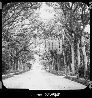 Decidue, alberi, foreste, viali, botaniche, querce Data: Parole Chiave dense: Alberi, foreste, botaniche, viali, latifoglie Nome Persona: Quercia Foto Stock