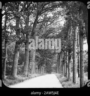 Decidue, alberi, foreste, viali, botaniche, querce Data: Parole Chiave dense: Alberi, foreste, botaniche, viali, latifoglie Nome Persona: Quercia Foto Stock