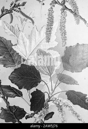 Decidue, alberi, foreste, viali, botaniche, populus alba Data: Parole Chiave dense: Alberi, foreste, botaniche, viali, latifoglie Nome Persona: Populus alba Foto Stock