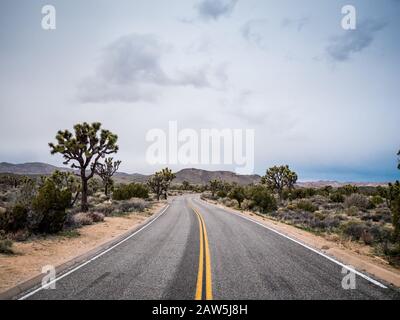 Strada nel Parco Nazionale di Joshua Tree che si snoda attraverso gli alberi di Joshua Foto Stock