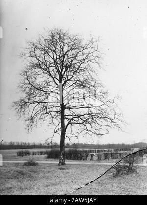 Decidue, alberi, foreste, viali, botaniche, piano Data: Parole Chiave dense: Alberi, foreste, botaniche, viali, latifoglie Nome Persona: Piano Foto Stock