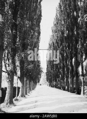 Decidue, alberi, foreste, viali, botaniche, pioppo italiano Data: Parole Chiave dense: Alberi, foreste, botaniche, viali, latifoglie Nome: Pioppo italiano Foto Stock