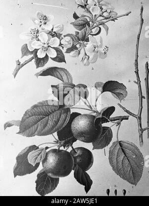 Decidue, alberi, foreste, viali, botaniche, malus silvestris (mela) Data: Parole Chiave dense: Alberi, foreste, botaniche, viali, latifoglie Nome Persona: Malus silvestris (mela) Foto Stock