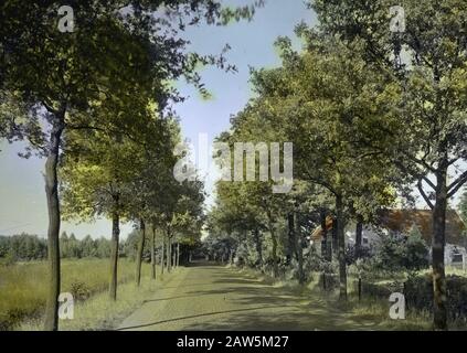 Decidue, alberi, foreste, viali, botaniche, querce Avenue Data: Undenated luogo: Enschede, Oldenzaal Parole Chiave: Alberi, foreste, botaniche, viali, latifoglie Nome Persona: Oak Avenue Foto Stock