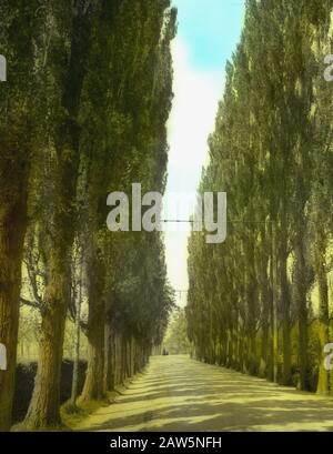 Decidue, alberi, foreste, viali, botaniche, pioppo italiano Data: Parole Chiave dense: Alberi, foreste, botaniche, viali, latifoglie Nome: Pioppo italiano Foto Stock