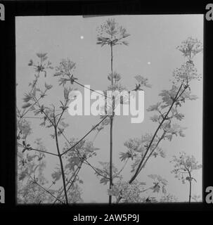 Decidue, alberi, foreste, viali, botaniche, zucchero Data: Parole Chiave dense: Alberi, foreste, botaniche, viali, latifoglie Nome Persona: Zucchero acero Foto Stock