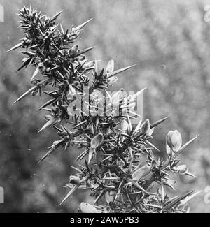 Decidue, alberi, foreste, viali, botaniche, gorge Data: Parole Chiave dense: Alberi, foreste, botaniche, viali, latifoglie Nome Persona: Gorge Foto Stock