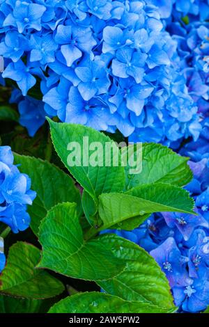 Foglie e fiori di un Hydrangea blu che cresce in un giardino dell'isola di Vancouver Foto Stock