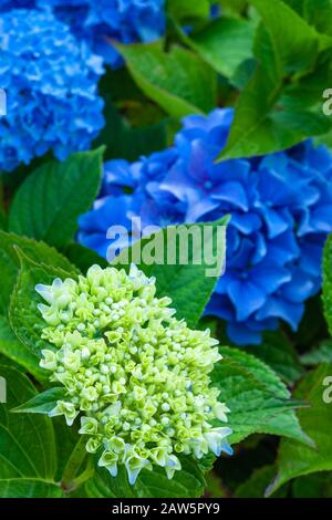 Foglie e fiori di un Hydrangea blu che cresce in un giardino dell'isola di Vancouver Foto Stock