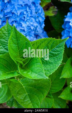 Foglie e fiori di un Hydrangea blu che cresce in un giardino dell'isola di Vancouver Foto Stock