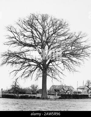 Decidue, alberi, foreste, viali, botaniche, querce Data: Parole Chiave dense: Alberi, foreste, botaniche, viali, latifoglie Nome Persona: Quercia Foto Stock