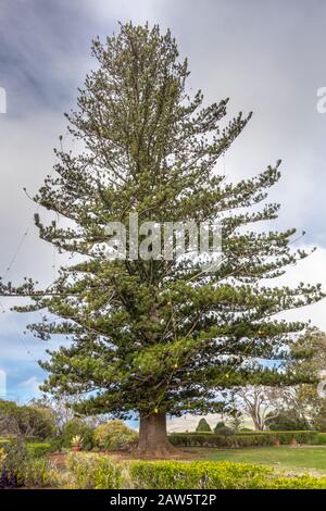 Waimea, Hawaii, Stati Uniti. - 15 Gennaio 2020: Sede Centrale Di Parker Ranch. Pino verde gigante con lampadine in giardino contro il paesaggio. Foto Stock