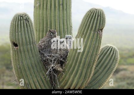 Grandi gufi corni, bubo virginianus, sul nido in cactus saguaro, deserto di Sonoran, Arizona Foto Stock