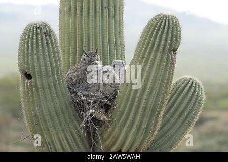 Grandi gufi corni, sul nido in saguaro cactus, Arizona Foto Stock