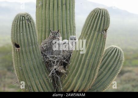 Grandi gufi corni, sul nido in saguaro cactus, Arizona Foto Stock