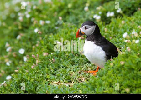 Atlantic puffini, Fratercula arctica, su Skellig Michael, nella contea di Kerry, Irlanda Foto Stock