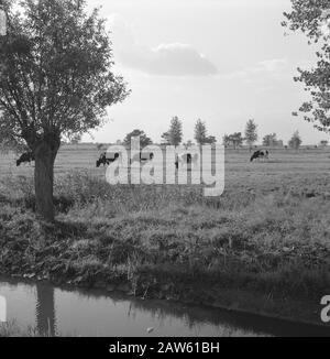 Estrazione mineraria, bestiame al pascolo, immagini generali, reportage di passo di erba, mucche Data: Non data posizione: Heusden Parole Chiave: Immagini generali, mucche, miniere, reportage di passo di erba, pascolo di bestiame Foto Stock