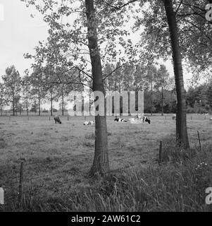 Estrazione mineraria, bestiame al pascolo, immagini generali, reportage di pece di erba, mucche Data: Non data posizione: Doetinchem Parole Chiave: Immagini generali, mucche, estrazione mineraria, reportage di pece di erba, pascolo di bestiame Foto Stock