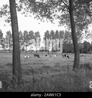 Estrazione mineraria, bestiame al pascolo, immagini generali, reportage di pece di erba, mucche Data: Non data posizione: Doetinchem Parole Chiave: Immagini generali, mucche, estrazione mineraria, reportage di pece di erba, pascolo di bestiame Foto Stock