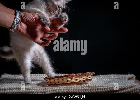 Baby gatto giocare con mano grigio soffice gattino su uno sfondo nero si gioca jumping e mordere. L'animale domestico favorito siede sulla cucciolata. Riparo felino. Foto Stock