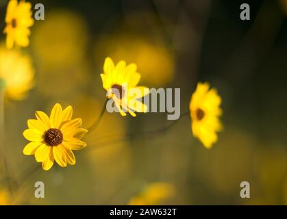 Girasoli stretti Leaved (Helianthus angustifolius), che crescono selvaggi in un prato, nella contea di Monroe, Alabama Foto Stock