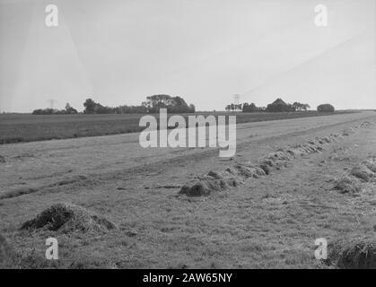 Estrazione mineraria, bestiame al pascolo, immagini generali, terreno di presentazione del manto erboso Data: Maggio 1952 Località: Frisia Parole Chiave: Immagini generali, terra, estrazione mineraria, reportage sul campo erboso, bestiame nel prato Foto Stock