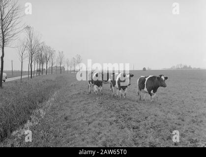 Estrazione mineraria, bestiame nel pascolo, immagini generali, reportage di passo di erba, mucche Data: Novembre 1957 Località: Kampereiland Parole Chiave: Immagini generali, mucche, miniere, reportage di passo di erba, bestiame nel prato Foto Stock