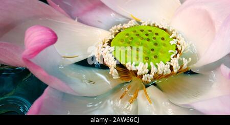 primo piano di fiori di loto rosa Foto Stock