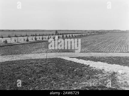 Estrazione mineraria, bestiame al pascolo, immagini generali, reportage di pece di erba, oldhorst Data: Parole Chiave non date: Immagini generali, estrazione mineraria, reportage di pece di erba, bestiame nel prato Nome Persona: Oldhorst Foto Stock