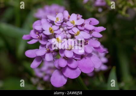 Bella Iberis umbellata sta crescendo su un prato verde. Vivere la natura. Foto Stock