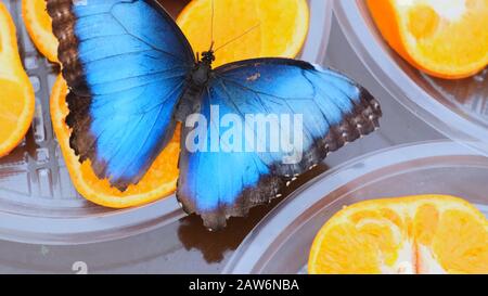 Primo piano vista laterale di un marrone blu Morpho peleides farfalla bevande nettare su agrumi. Farfalla sulle arance. Foto Stock