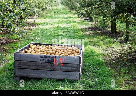 Motueka, TASMAN/NUOVA ZELANDA – 10 MARZO 2017: [Un tasso di pere appena raccolte su un frutteto]. Foto Stock