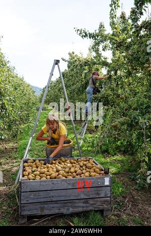 Motueka, TASMAN/NUOVA ZELANDA – 10 MARZO 2017: [Lavoratori stagionali, due giovani donne che raccolgono pere su un frutteto]. Foto Stock