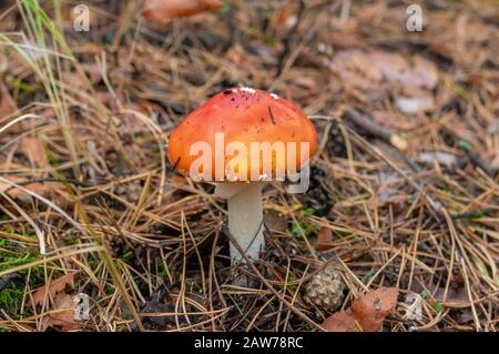 Giovane solitario amanita muscaria (volare agarico) in una foresta di pini autunnali Foto Stock