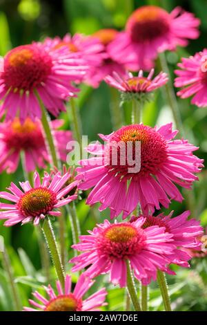 Echinacea Delicious Candy = 'Noortdeli' (PBR) (d) Coneflower Delicious Candy Foto Stock