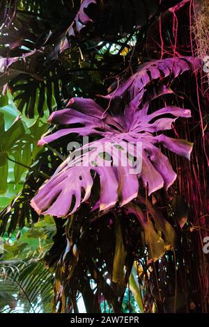 Foglie di palma tropicale di Monstera sfondo verde scuro, piante coltivate nel giardino botanico. Foto Stock