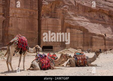 Cammelli di riposo in attesa di turisti nel sito archeologico di Petra, Giordania Foto Stock