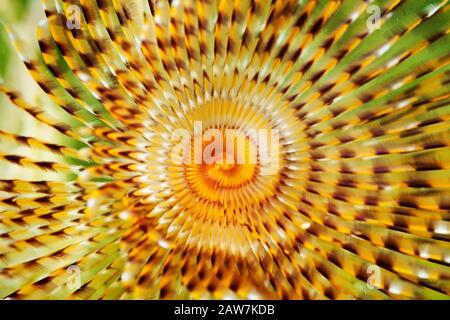 Fanworm mediterraneo del mare Adriatico Foto Stock