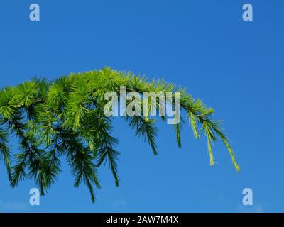 ramoscelli sempreverdi e brevi aghi di pino verde brillante. bellezza nel concetto di natura. effetto calmante. parchi, spazi aperti e natura. colori verde e blu Foto Stock