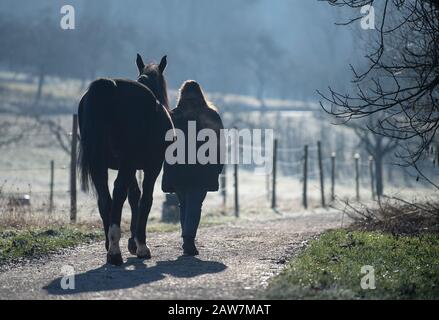 Winterbach, Germania. 07th Feb, 2020. Una donna va per una passeggiata al mattino con un cavallo. Credito: Sebastian Gollnow/Dpa/Alamy Live News Foto Stock