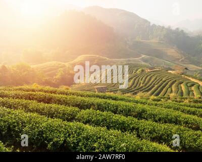 belle piantagioni di campo da tè al mattino con alba per il prodotto del tè sfondo Foto Stock