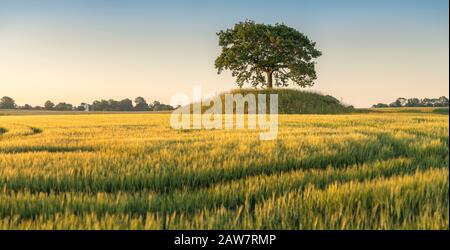 Vasto paesaggio e campo di segale con querce in cima ad un vecchio tumulo tomba a Soderslatt, Skane, Svezia, Scandinavia. Foto Stock