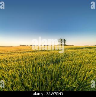 Vasto paesaggio e campo di segale con querce in cima ad un vecchio tumulo tomba a Soderslatt, Skane, Svezia, Scandinavia. Foto Stock Vasto paesaggio e campo di segale con querce in cima ad un vecchio tumulo tomba a Soderslatt, Skane, Svezia, Scandinavia. Foto Stock
