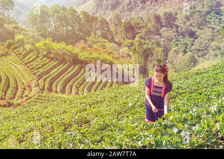 Tribale giovani donne asiatiche dalla Thailandia raccolta di foglie di tè con faccia sorridente sul campo Tea Plantation in mattina a doi ang khang parco nazionale , CH Foto Stock