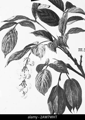 Decidue, alberi, foreste, viali, botaniche, Berberis (barberry) Data: Parole Chiave non date: Alberi, foreste, botaniche, viali, latifoglie Nome Persona: Barberry ( barberry) Foto Stock