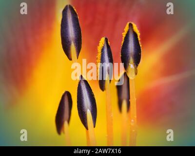 Primo piano estremo del cuore del fiore di giglio di giorno che mostra le balbuie e il polline Foto Stock